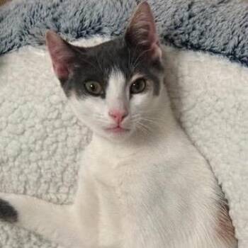 Lil -  Domestic Short Hair Cat for Adoption in Orangevale, California - Lil | PetCurious
