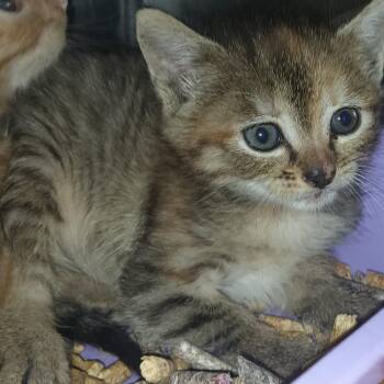 Nori -  Domestic Short Hair Cat for Adoption in Valley, Alabama - Nori | PetCurious