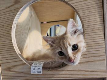 Cheeto -  Domestic Long Hair Cat for Adoption in Wheaton, Illinois - Cheeto | PetCurious