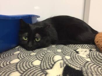 Nova / Tank -  Domestic Short Hair Cat Available for Adoption in Youngtown, Arizona - Nova / Tank | PetCurious