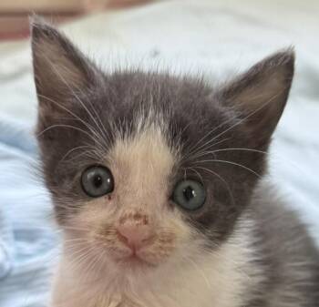 Banshee -  Domestic Short Hair Cat for Adoption in Asbury Park, New Jersey - Banshee | PetCurious
