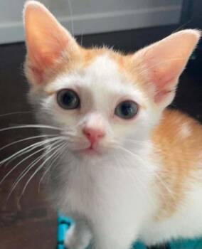 Creamsicle H. -  Domestic Short Hair Cat for Adoption in West Peoria, Illinois - Creamsicle H. | PetCurious