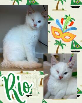 Rio -  Tabby Cat for Adoption in Pasco, Washington - Rio | PetCurious