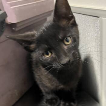 Domestic Short Hair Cats Available for Adoption in Tampa, Florida - Nexus | PetCurious