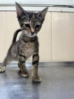 Rescue Tabby Cats for Adoption in Winfield, Kansas - Tammy | PetCurious