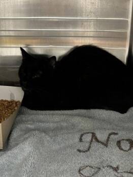 61145973 -  Domestic Medium Hair Cat for Adoption in El Paso, Texas - 61145973 | PetCurious