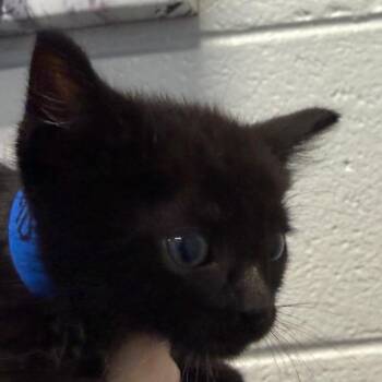 Domestic Short Hair Cats Available for Adoption in Montgomery, Alabama - Bells | PetCurious