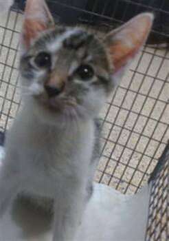 BUBBLES -  Domestic Short Hair Cat for Adoption in Doral, Florida - BUBBLES | PetCurious