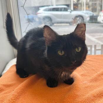 Cloudy -  Domestic Short Hair Cat for Adoption in New York, New York - Cloudy | PetCurious