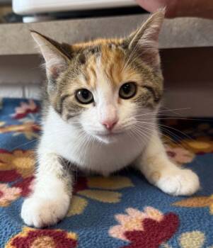 Clara Bow -  Domestic Short Hair Cat for Adoption in Marion, Ohio - Clara Bow | PetCurious
