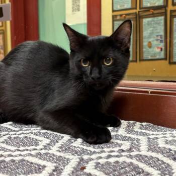 Wisp -  Domestic Short Hair Cat for Adoption in Shinnston, West Virginia - Wisp | PetCurious
