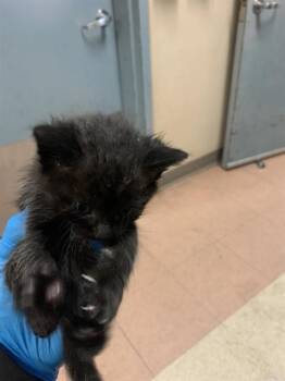 LOVE -  Domestic Short Hair Cat for Adoption in San Jose, California - LOVE | PetCurious