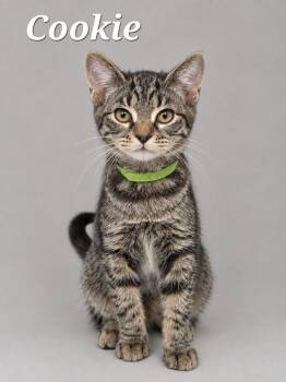 Cookie -  Tabby Cat for Adoption in Monroeville, Pennsylvania - Cookie | PetCurious