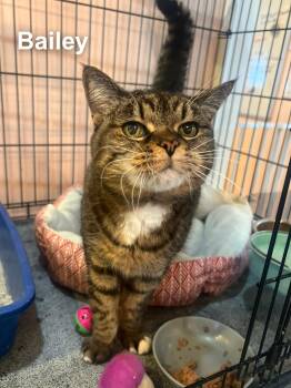 Domestic Short Hair Cats Available for Adoption - Bailey | PetCurious