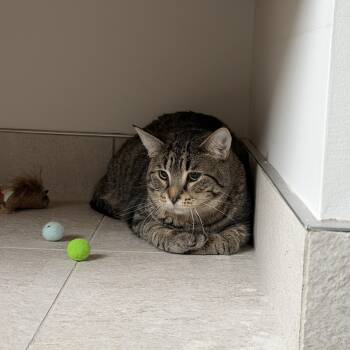 Butters -  Domestic Short Hair and Tabby Cat for Adoption in Rochester Hills, Michigan - Butters | PetCurious