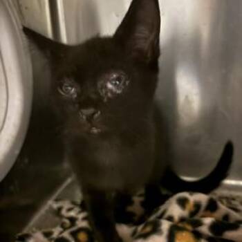 A614340 -  Domestic Short Hair Cat for Adoption in Modesto, California - A614340 | PetCurious