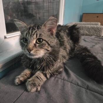 Domestic Short Hair Cats Available for Adoption in Gibsonia, Pennsylvania - Guillermo | PetCurious