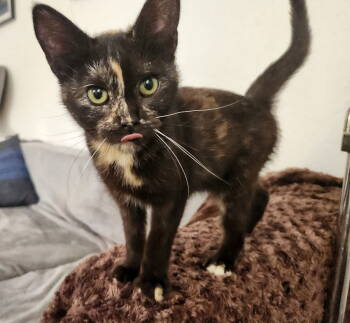 Rescue Domestic Short Hair and Tortoiseshell Cats for Adoption in Williamsburg, Iowa - Tootsie Pop (Available 11/21/25) | PetCurious