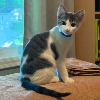 Spot C70588 -  Domestic Short Hair Cat for Adoption in Minnetonka, Minnesota - Spot C70588 | PetCurious