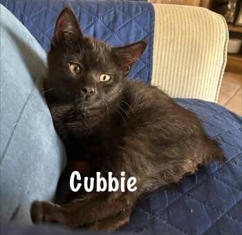 Domestic Short Hair Cats Available for Adoption - Cubbie | PetCurious