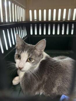 1422-26 -  Domestic Short Hair Cat for Adoption in Cumming, Georgia - 1422-26 | PetCurious