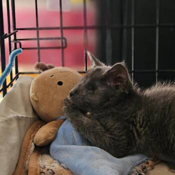 Domestic Medium Hair Cats Available for Adoption in Roanoke, Virginia - Einstein | PetCurious
