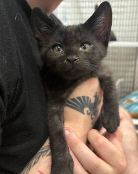 Tarvos -  Domestic Short Hair Cat for Adoption in Raleigh, North Carolina - Tarvos | PetCurious