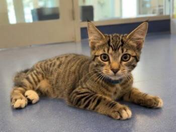 Sumo -  Domestic Long Hair and Domestic Short Hair Cat for Adoption in Roseville, California - Sumo | PetCurious