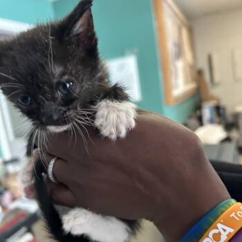 Jason -  Domestic Short Hair Cat for Adoption in Starkville, Mississippi - Jason | PetCurious