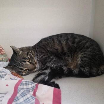 Brandy -  Domestic Short Hair Cat for Adoption in Great Falls, Montana - Brandy | PetCurious