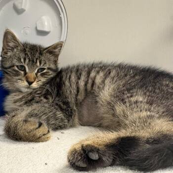 Bear -  Domestic Short Hair Cat for Adoption in East Hanover, New Jersey - Bear | PetCurious