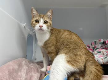 Lttle mama -  Domestic Short Hair Cat Available for Adoption in Delson, Quebec - Lttle Mama | PetCurious