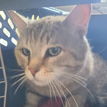 Domestic Short Hair Cats Available for Adoption in Hemet, California - Charlie | PetCurious