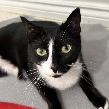 Noodle -  Domestic Short Hair Cat Available for Adoption - Noodle | PetCurious