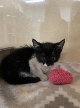 Franny -  Domestic Short Hair Cat Available for Adoption in Gautier, Mississippi - Franny | PetCurious