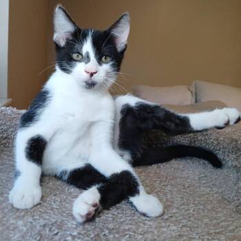 Domestic Short Hair Cats Available for Adoption - McNugget | PetCurious