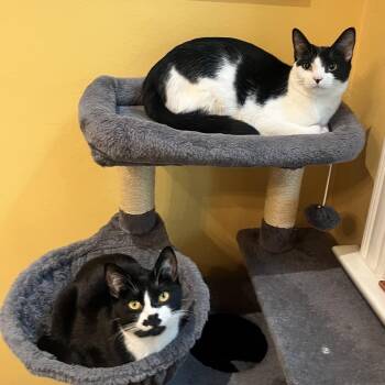 Penguin & Miranda (bonded pair) -  Domestic Short Hair Cat for Adoption in Alexandria, Virginia - Penguin & Miranda (bonded Pair) | PetCurious