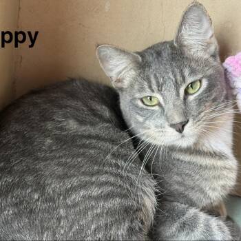 Domestic Short Hair Cats Available for Adoption in Lakewood, Colorado - Happy | PetCurious