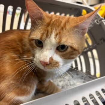 Meowgly -  Domestic Short Hair Cat for Adoption in Memphis, Tennessee - Meowgly | PetCurious