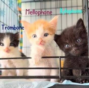 Trombone -  Domestic Medium Hair Cat for Adoption in Ruskin, Florida - Trombone | PetCurious