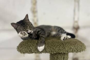 Rescue Domestic Short Hair Cats for Adoption in Landenberg, Pennsylvania - Tiger & Buttercups | PetCurious