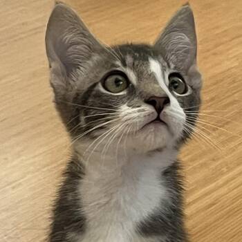 Blaze -  Domestic Short Hair Cat for Adoption in Santa Rosa, California - Blaze | PetCurious