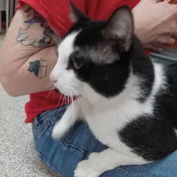 Jesse -  Domestic Short Hair Cat for Adoption in Elyria, Ohio - Jesse | PetCurious