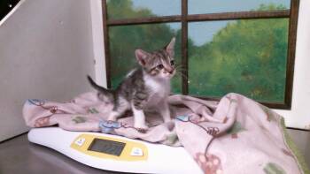 A2094408 -  Domestic Short Hair Cat for Adoption in Houston, Texas - A2094408 | PetCurious