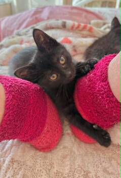 XULIETTE (FA-FF) -  Domestic Short Hair Cat for Adoption in Sainte-angèle-de-monnoir, Quebec - XULIETTE (FA-FF) | PetCurious