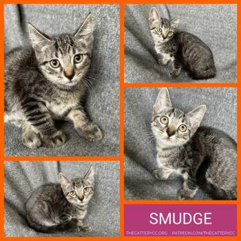 Domestic Short Hair Cats Available for Adoption in Corpus Christi, Texas - Smudge | PetCurious