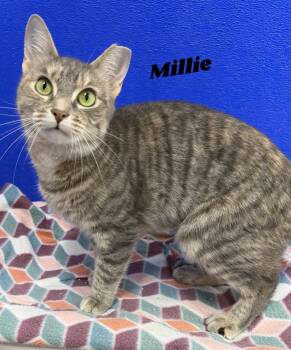 Domestic Short Hair Cats Available for Adoption in Dunkirk, New York - Millie | PetCurious