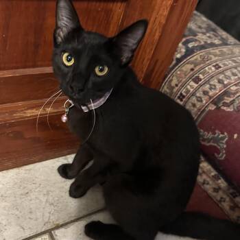 Onyx -  Domestic Short Hair Cat for Adoption in Tuttle, Oklahoma - Onyx | PetCurious