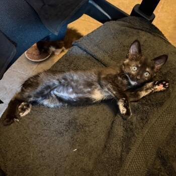 Domestic Short Hair Cats Available for Adoption in Las Vegas, Nevada - Caramel | PetCurious