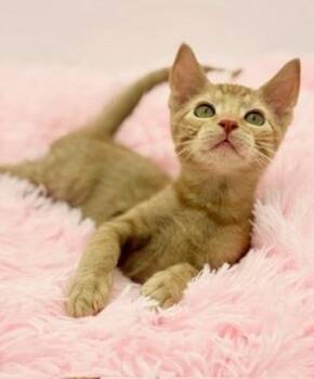 Thorn -  Domestic Short Hair Cat for Adoption in Covington, Louisiana - Thorn | PetCurious